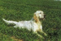 Setter Anglais RADENTIS CALI Setter Anglais RADENTIS CALI
